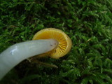 Hygrocybe flavifolia image