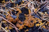 Anthracobia melaloma image