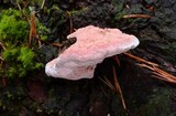 Fomitopsis cajanderi image