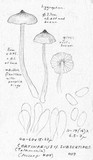 Cortinarius casimiri image