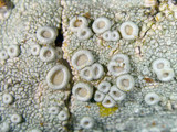 Ochrolechia africana image