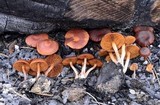 Crassisporium funariophilum image