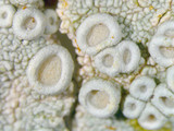 Ochrolechia africana image