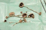 Psilocybe subaeruginascens image