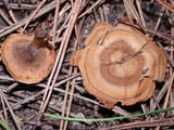 Coltricia perennis image