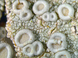 Ochrolechia africana image