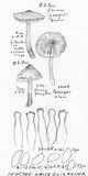 Inocybe griseolilacina image