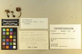 Inocybe griseolilacina image