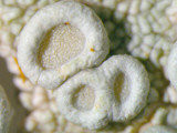 Ochrolechia africana image
