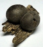 Lycogala epidendrum image