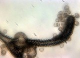 Lycogala epidendrum image