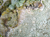 Ochrolechia africana image