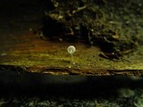 Mycena corynephora image