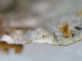 Ochrolechia africana image