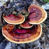 Ganoderma tuberculosum image