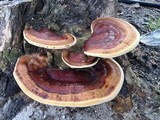 Ganoderma tuberculosum image