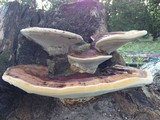 Ganoderma tuberculosum image