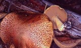 Suillus tomentosus image