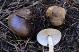 Melanoleuca evenosa image