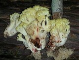 Ramaria rubiginosa image