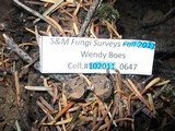Rhizopogon salebrosus image