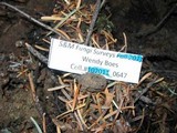Rhizopogon salebrosus image