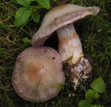 Cortinarius camphoratus image