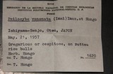Psilocybe subaeruginascens image