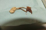 Psilocybe subaeruginascens image