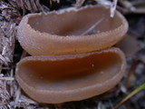 Peziza vesiculosa image