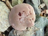 Tylopilus rubrobrunneus image