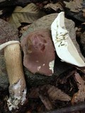 Tylopilus rubrobrunneus image