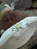 Tylopilus rubrobrunneus image