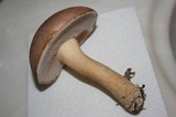 Tylopilus rubrobrunneus image