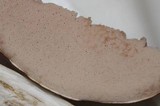 Tylopilus rubrobrunneus image