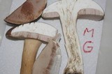 Tylopilus rubrobrunneus image