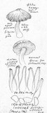 Inocybe nitidiuscula image