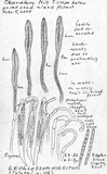 Geoglossum umbratile image