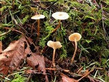 Clitocybe georgina image