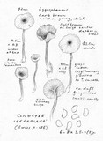 Clitocybe georgina image