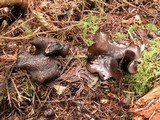 Plectania melaena image