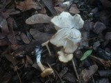 Clitocybe amarescens image