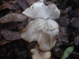 Clitocybe amarescens image