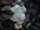 Clitocybe amarescens image