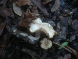 Clitocybe amarescens image