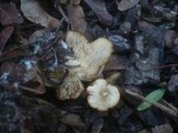 Clitocybe amarescens image