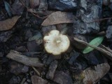 Clitocybe amarescens image