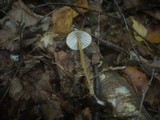 Mycena flavescens image