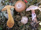 Cortinarius traganus image