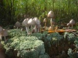 Mycena inclinata image